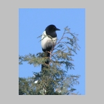 Pica pica - Elster 04.jpg